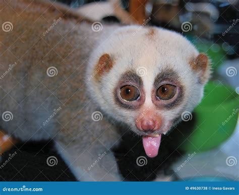 The Lemur Puts Out The Tongue Stock Photo Image Of Lemur Mammal