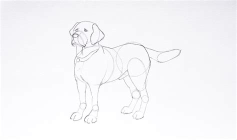 Draw A Dog In 4 Easy Steps Arteza