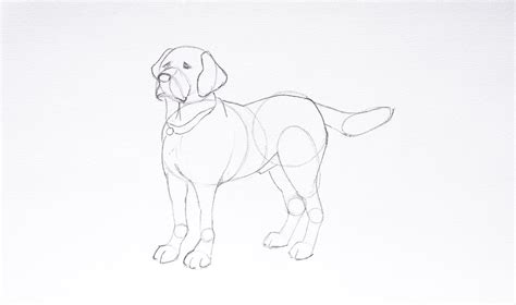 How To Draw A Dog Step By Step Realistic