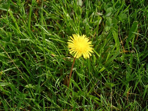 Watch the grass as it should turn yellow and die after a day or now that you have all the different methods of how to kill grass, along with their pros and cons, you can choose the best flower bed weed killer and. Ecology: The yellow flower/weed