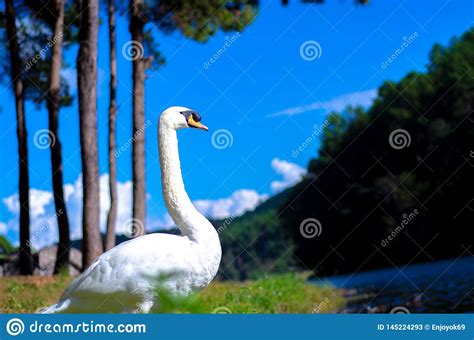 The Big Bird Has White Hair Stock Image Image Of Elegant