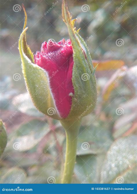 Rose Flowers Very Good Beautiful Nice Romantic Love Lovely Colors