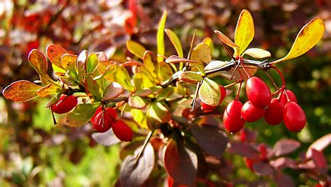 Barberries Natures Restaurant A Complete Wild Food Guide Fields