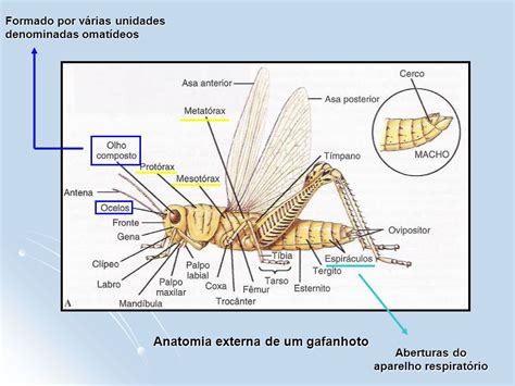 Os Insetos Pertencem Ao Filo