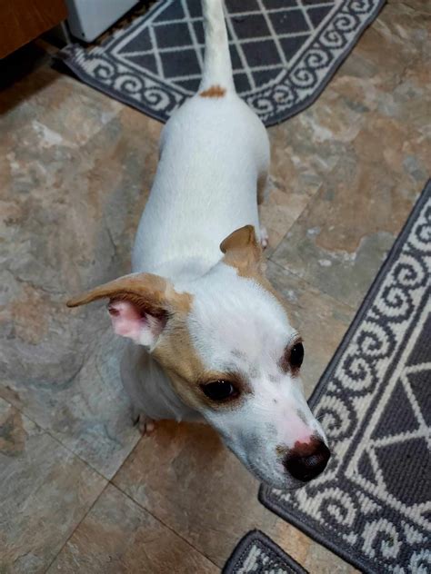 Dog for Adoption - Cici a Chihuahua-Jack Russell mix puppy, a Chihuahua