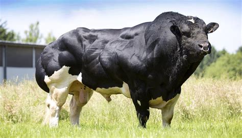 This Absolute Unit Of A Cow Absoluteunits