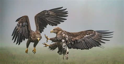 Osprey Vs Eagle What Are The Differences A Z Animals