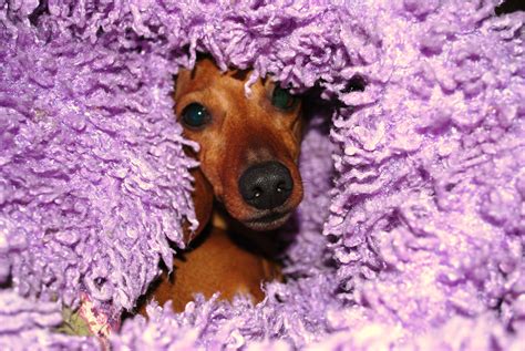 Fuzzy Purple Puppy Eater I Love Dogs Puppy Love Doxie Dachshunds