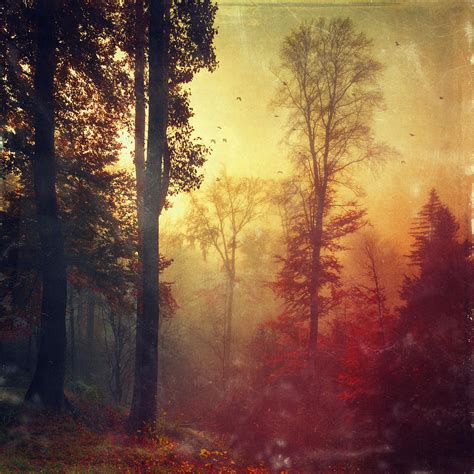 Quiet Morning Misty Fall Forest Photograph By Dirk Wuestenhagen