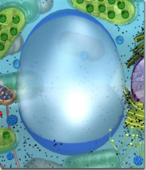 We did not find results for: Vacuole Image Without Labels - Aflam-Neeeak