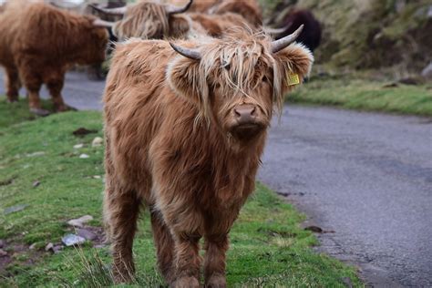 Highland Cattle Animal Livestock Free Photo On Pixabay Pixabay