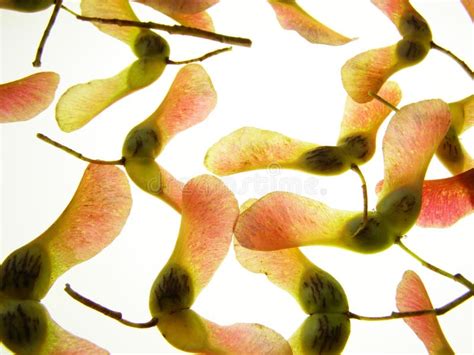 Maple Seeds Stock Photo Image Of Graphic Form Sycamore 3342552