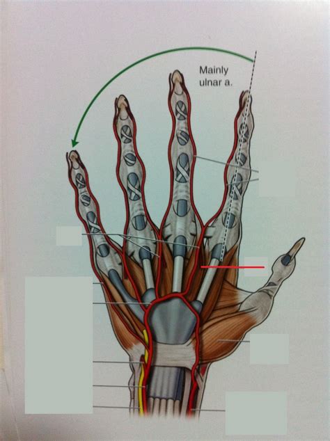 Level Anatomy Of The Extremities Memrise