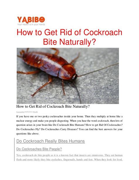 do cockroaches bite humans how cockroaches can spread disease ph
