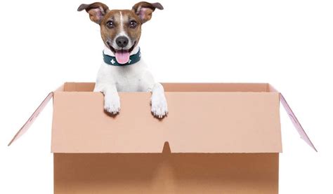 Pet Transport And Shipping How To
