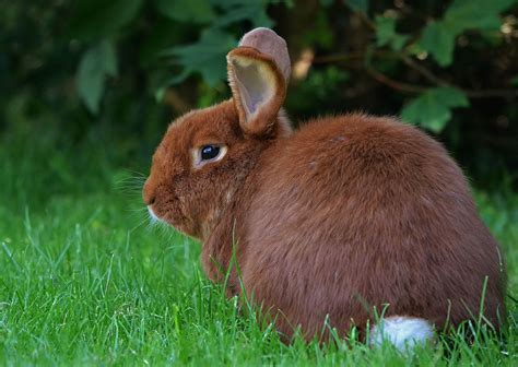 15 Most Popular Rabbit Breeds Complete Guide