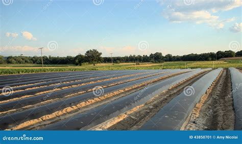 Field With Black Plastic Row Covers Stock Image Image Of Black Empty