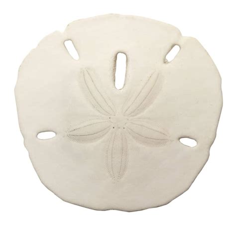 Discover The Largest Sand Dollar Ever Found A Z Animals