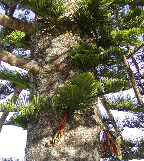 Araucaria Heterophylla Norfolk Island Pine Description