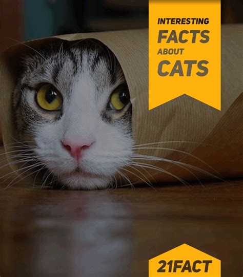 Interesting Facts About Cats Twentyonefacts