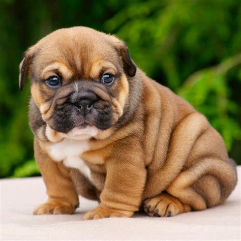 English bulldog puppy. | Baby animals, Cute dogs, English bulldog puppies
