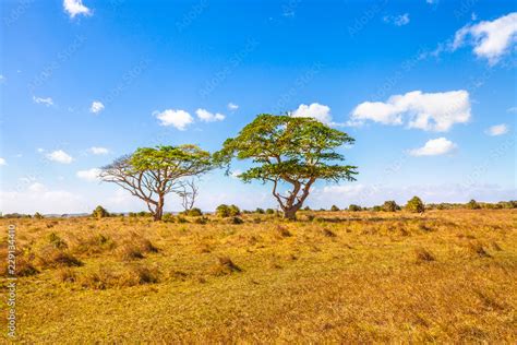 Africa Savannah Landscape Background African Acacia Tree At Serengeti