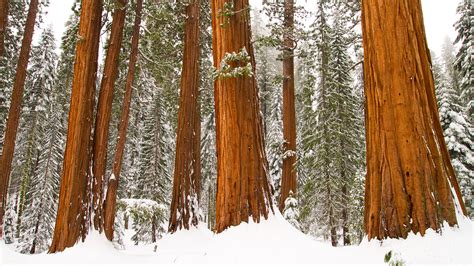 Winter In Redwood Forest