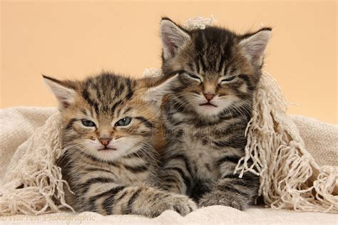 Cute Tabby Kittens Under A Shawl Photo Wp36117