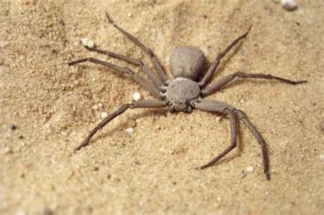 Top 10 Most Poisonous Spiders In The World Steamdaily