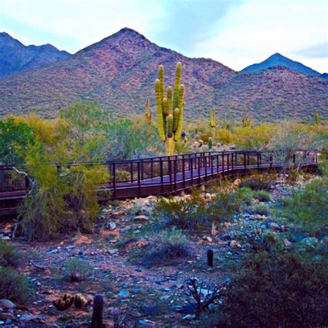 A Train Traveling Through A Lush Green Desert Filled With Cactus And