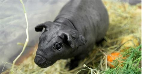 Discover Hairless Guinea Pigs Skinny Pigs And Baldwin Guinea Az Animals