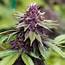 Photos Of Sirius Black Weed Strain Buds  Leafly