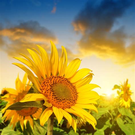 自然景色图片 日落时分美丽的向日葵素材 高清图片 摄影照片 寻图免费打包下载