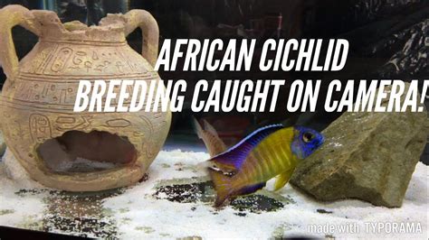 African Cichlids Breeding The 3 Stages Caught In The Act Youtube