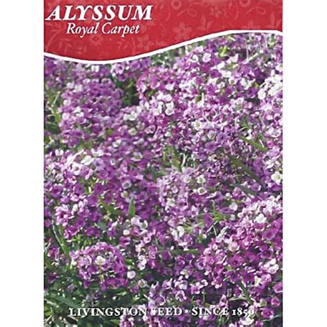 Livingston Seed Royal Carpet Alyssum Seed