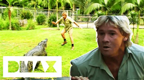 Steve Irwin Relocates Australia Zoos Crocodiles Crocodile Hunters