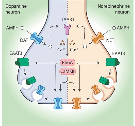 In Dopamine And Norepinephrine Neurons Amph Initiates A Common