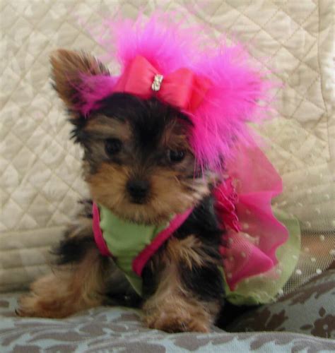 Contact us today if you have any questions about our breeders or puppies. AJJLS Yorkies - Yorkie Puppies for Sale
