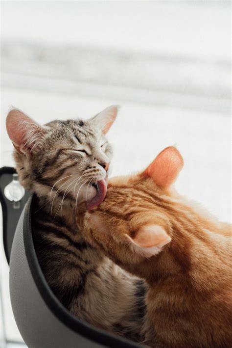 Why Do Cats Have Rough Tongues 5 Unique Reasons