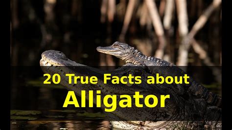 20 True Facts About Alligatoramazing Facts About Alligatorsalligator