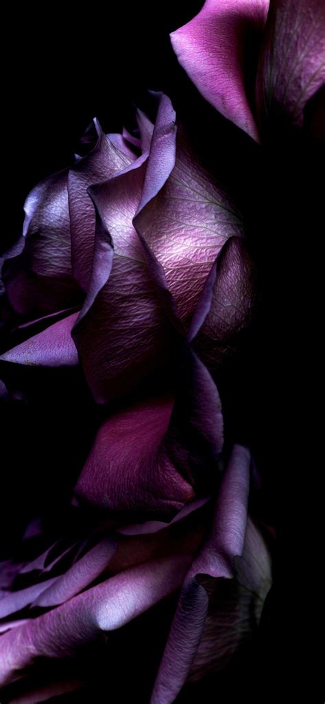 Purple Rose Iphone Wallpapers Top Free Purple Rose Iphone Backgrounds