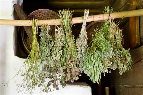 Best Methods For Drying Herbs For Stronger Medicinal Properties