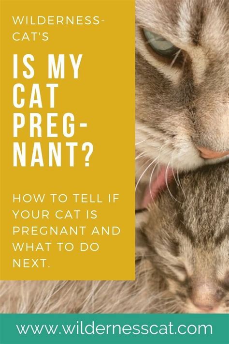 How To Tell If Your Cat Is In Heat Or Pregnant Small Cats