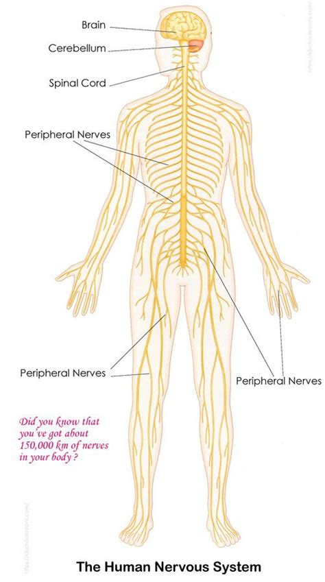 Nervous System For Kids Brain Spinal Cord Nerves Human Body