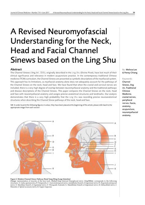 A Revised Neuromyofascial Understanding For The Neck Head And Facial