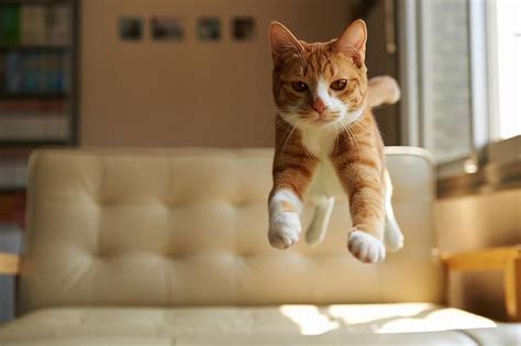 Floating In The Air Cute Kittens Cats And Kittens Cats Meow Photo