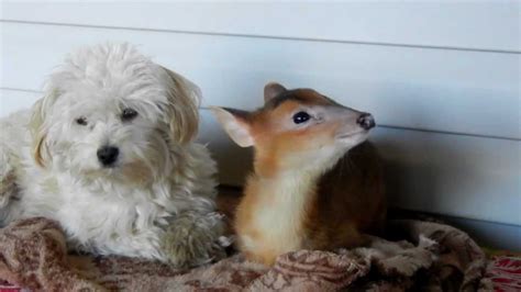Care it is recommended to purchase a deer which is a minimum of 5 to10 days old. Our Maltipoo with our Muntjac Deer - YouTube