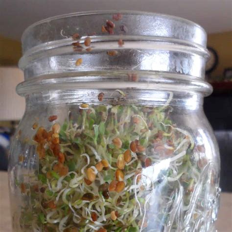 How To Grow Sprouts In A Jar Creative Homemaking