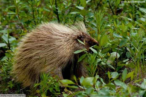 North American Porcupine Facts And Pictures Erethizon Dorsatum