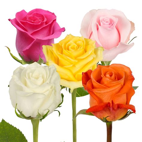 Assorted Color Roses 40 Cm Fresh Cut 125 Stems